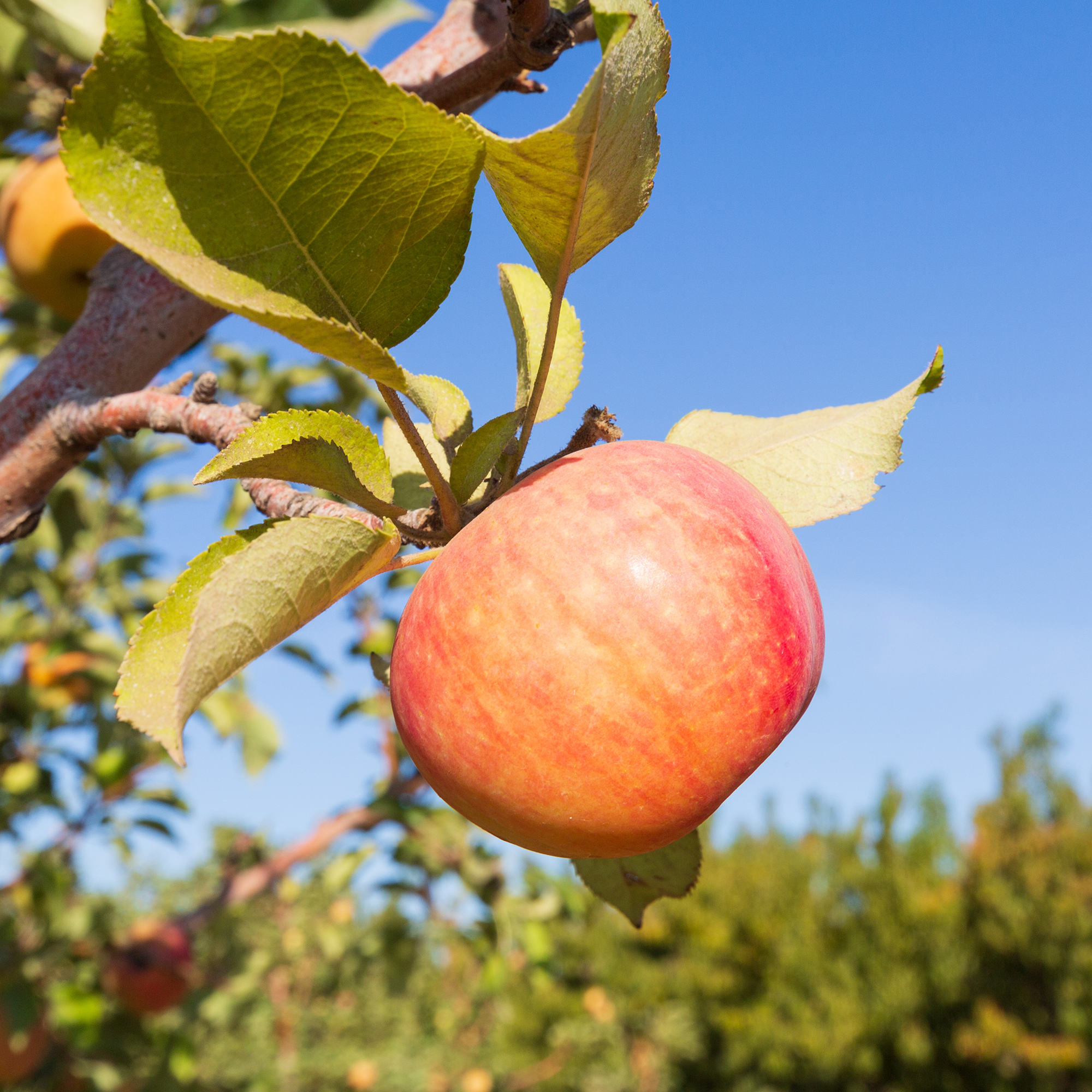 The Best Types of Apples for Cooking, Baking, Salads & Snacking