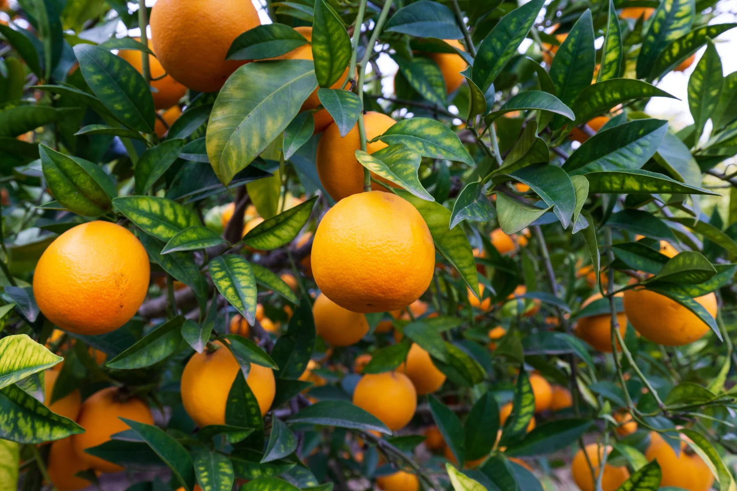 6 Underrated Types of Citrus to Try ASAP
